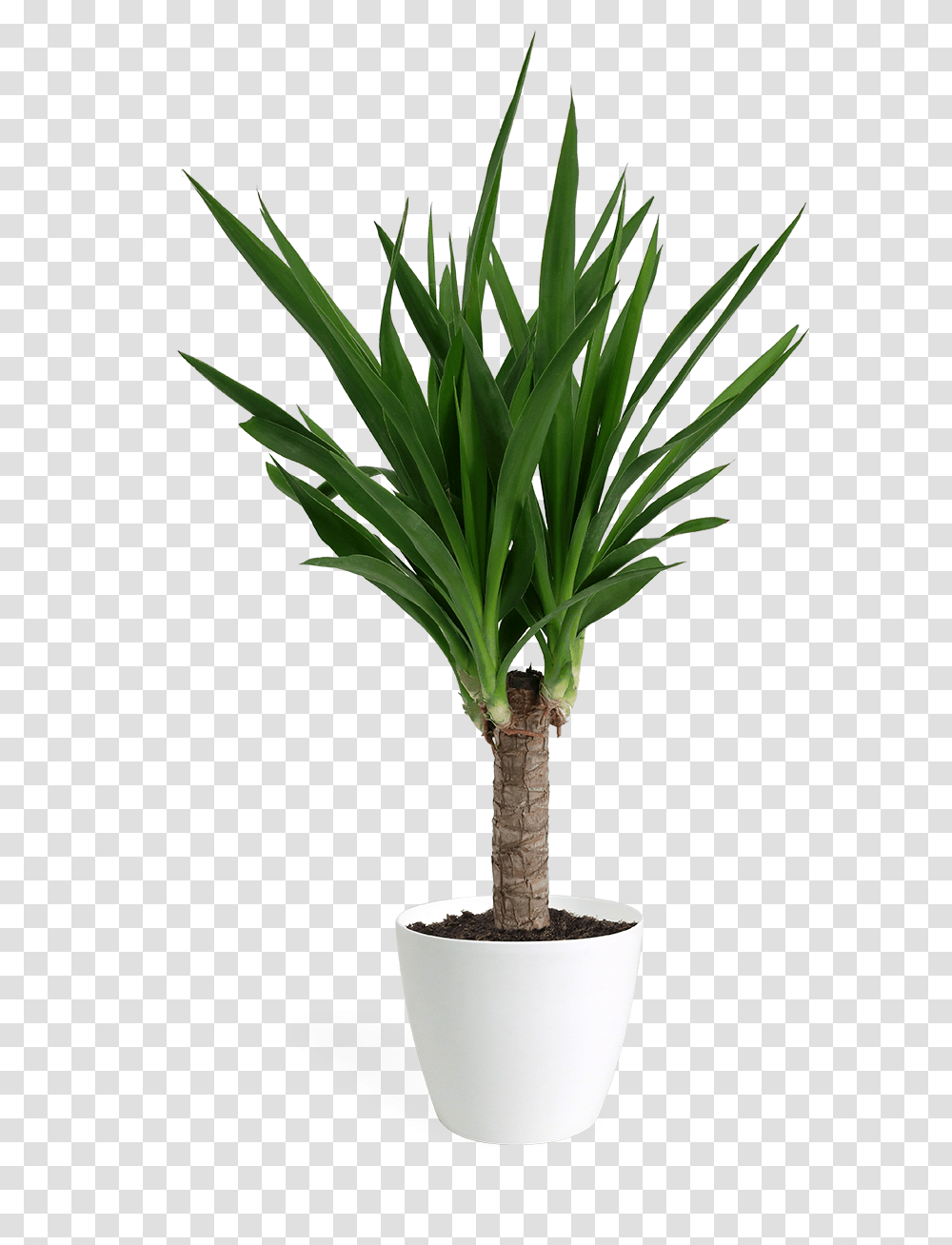 Yucca Cane Small Yucca, Tree, Plant, Palm Tree, Arecaceae Transparent Png