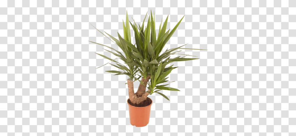 Yucca Elephantipes Branched Tough And Flowerpot, Plant, Tree, Palm Tree, Arecaceae Transparent Png