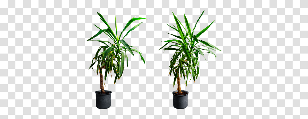 Yucca Isolated Flowerpot, Palm Tree, Plant, Arecaceae Transparent Png