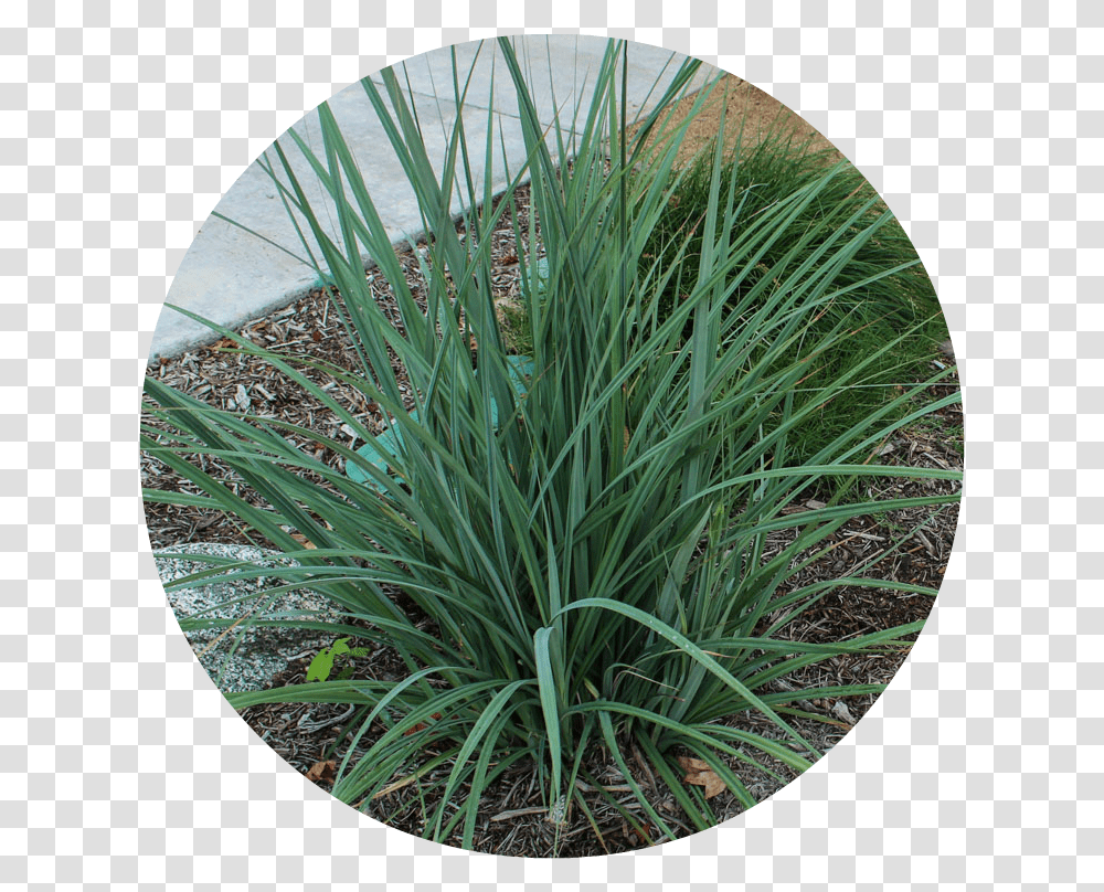 Yucca Plant, Agavaceae, Grass, Soil Transparent Png