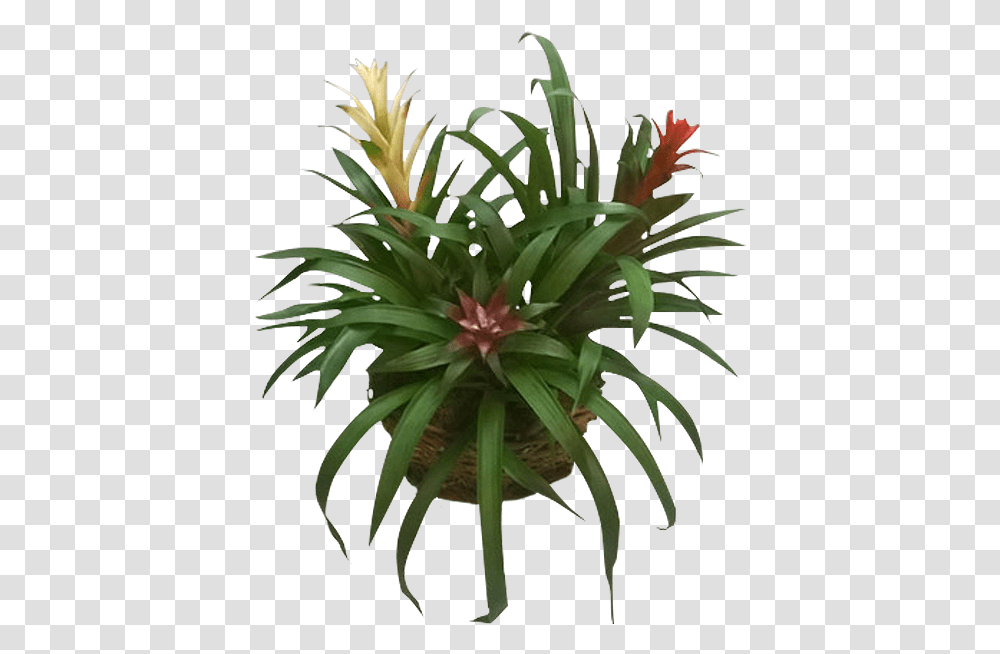 Yucca, Plant, Aloe, Agavaceae, Flower Transparent Png