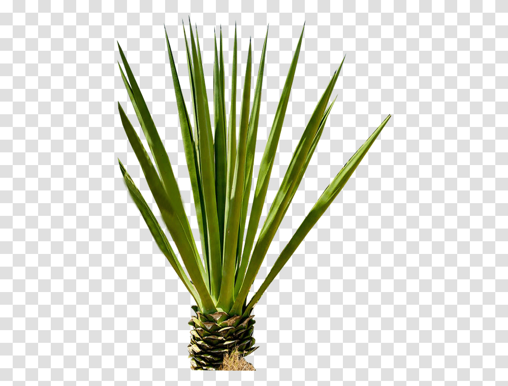 Yucca Plant Grass, Agavaceae, Tree, Vegetation, Staircase Transparent Png
