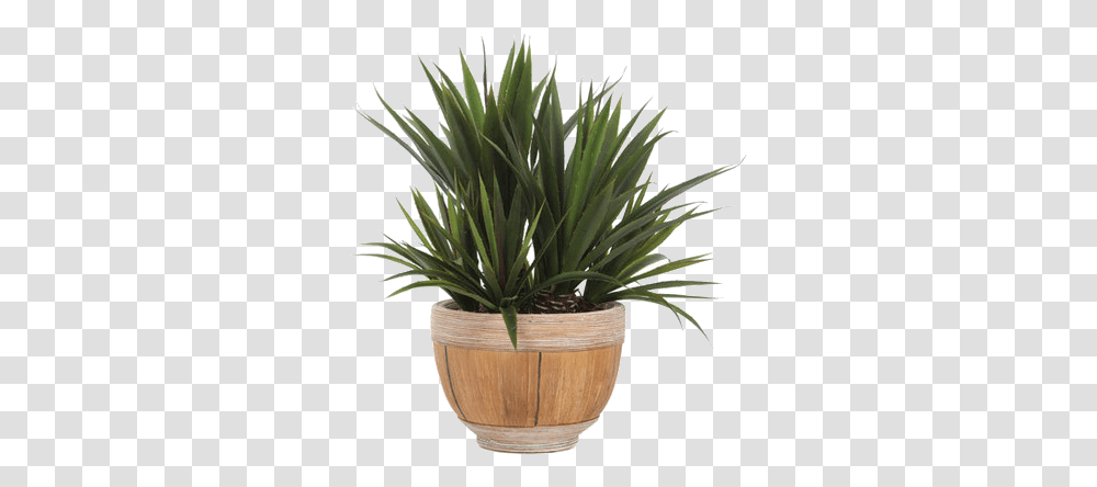 Yucca Plant Houseplant, Tree, Agavaceae, Palm Tree, Arecaceae Transparent Png