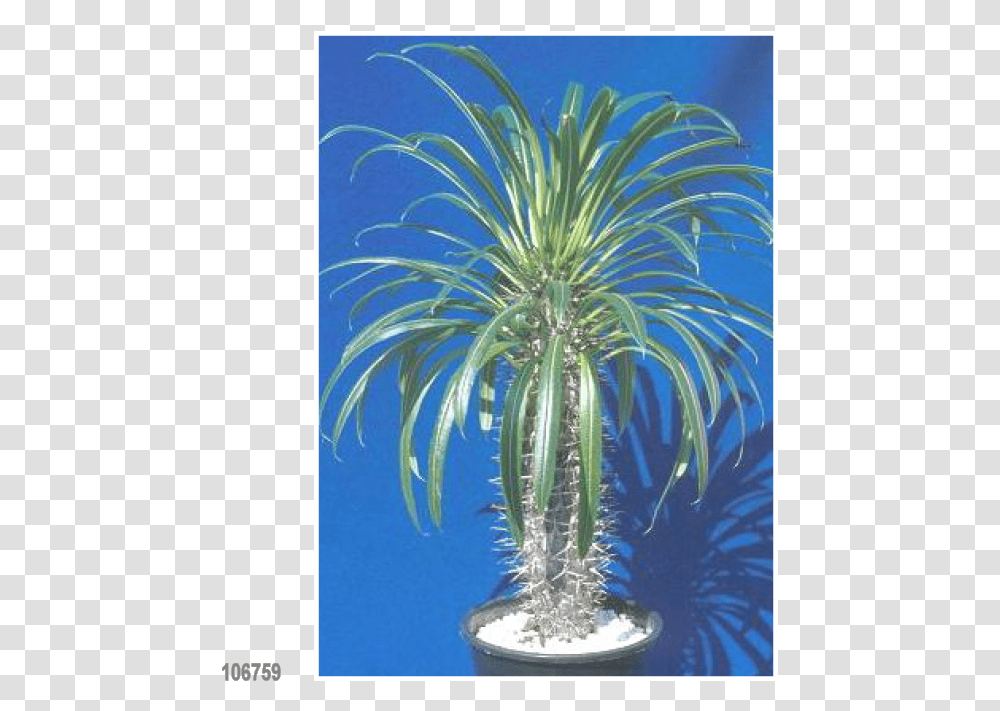 Yucca Plant Madagascar Palme, Tree, Palm Tree, Potted Plant, Vase Transparent Png