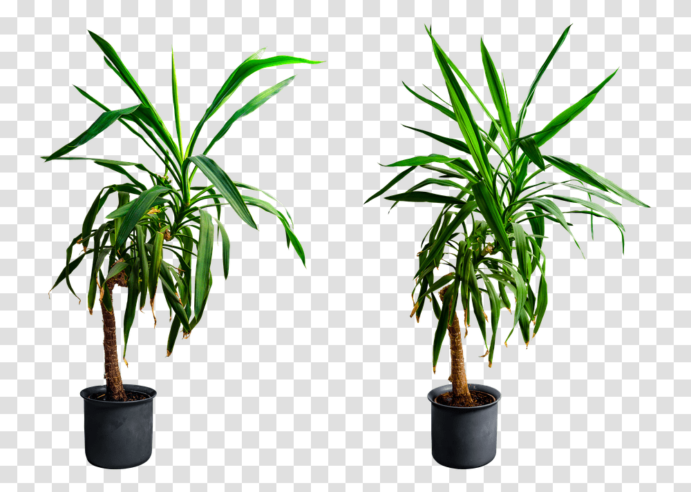 Yucca Planta, Tree, Palm Tree, Arecaceae, Pot Transparent Png