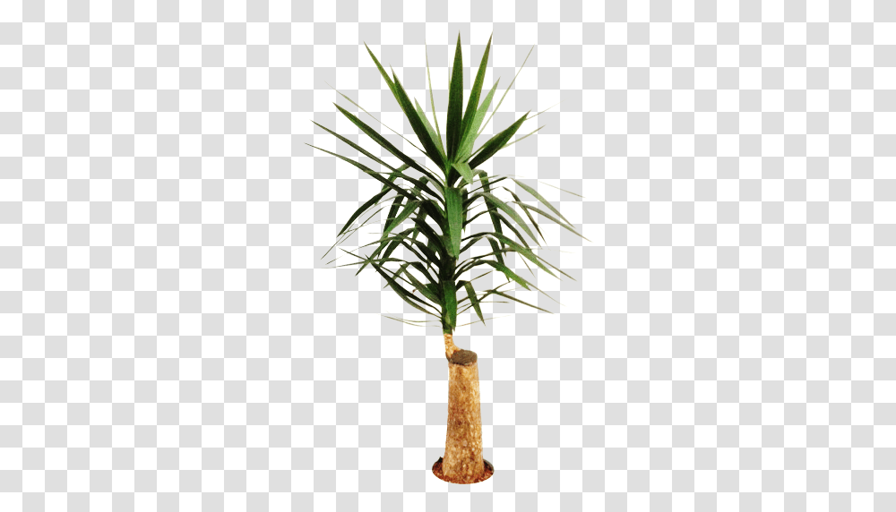 Yucca Stem H140 Palm Tree Animated Gif, Plant, Arecaceae, Leaf, Vegetation Transparent Png
