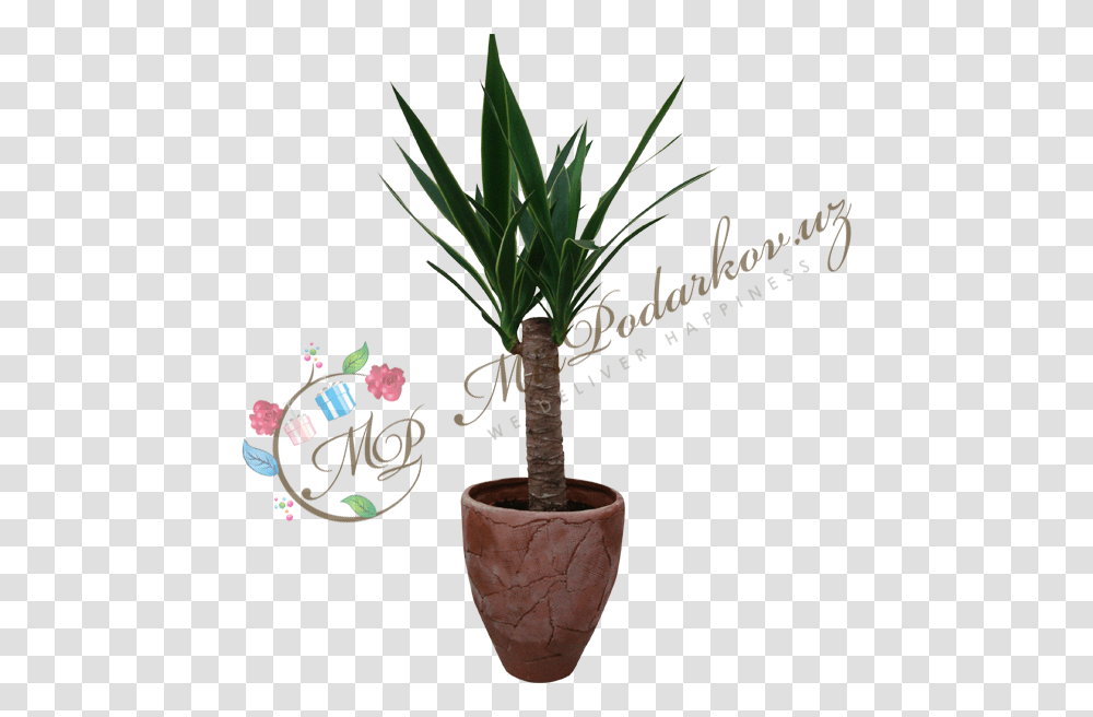 Yucca, Tree, Plant, Palm Tree, Arecaceae Transparent Png