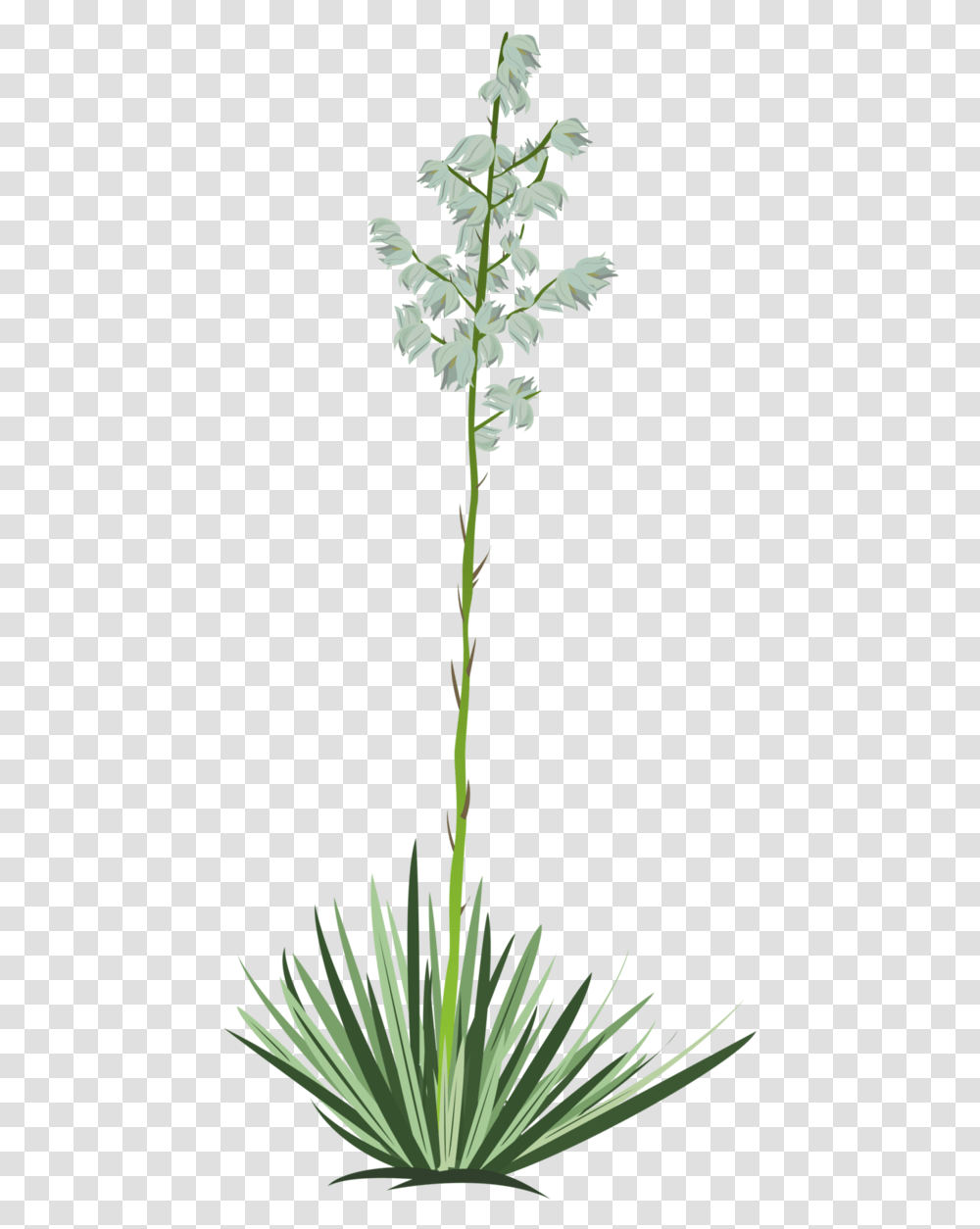 Yucca Vector Yucca Tree Background, Plant, Flower, Blossom, Amaryllidaceae Transparent Png