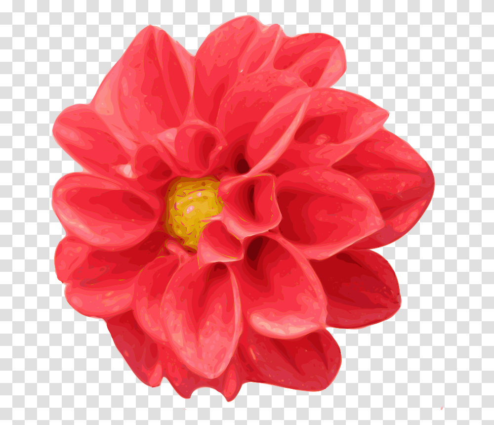 Yves Guillou Dahlia, Nature, Flower, Plant, Blossom Transparent Png