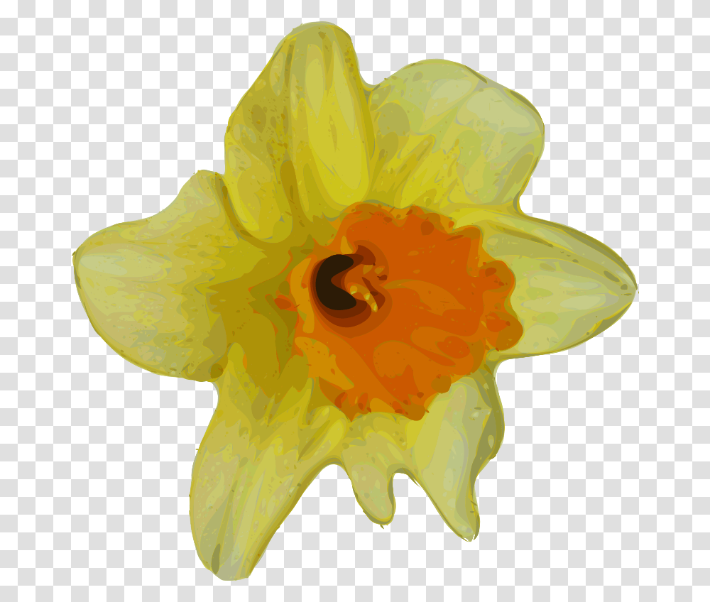 Yves Guillou Flower, Nature, Plant, Blossom, Daffodil Transparent Png