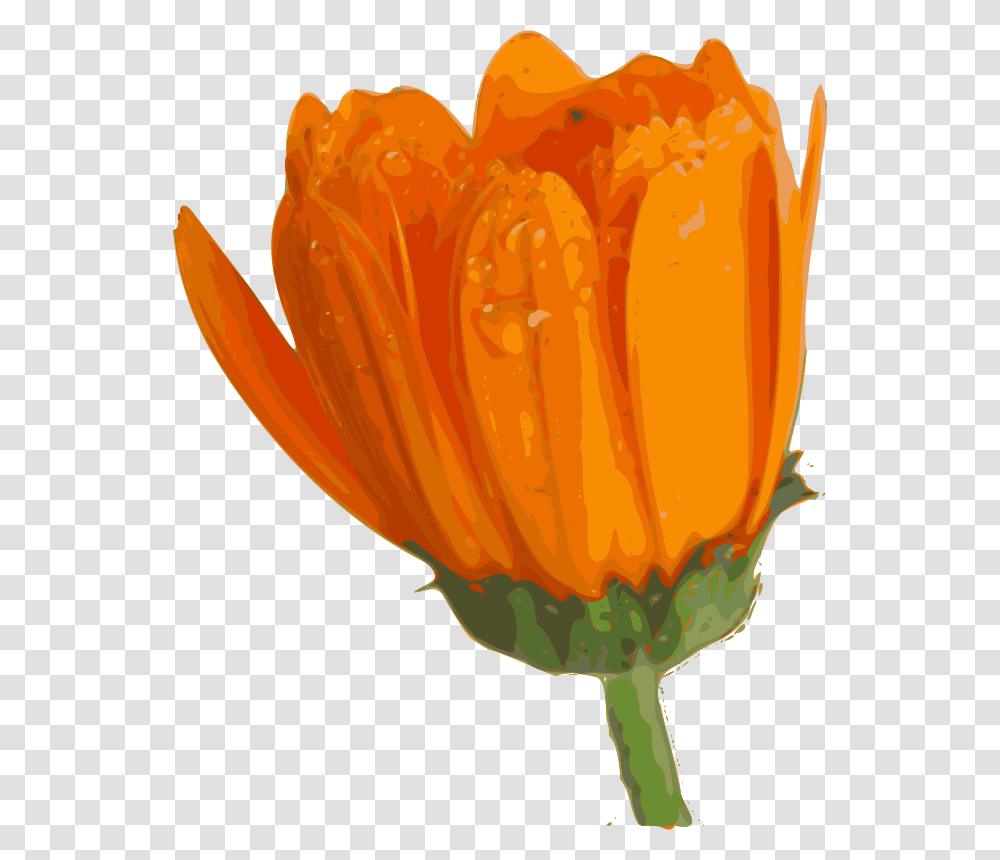 Yves Guillou Flower, Nature, Plant, Blossom, Petal Transparent Png