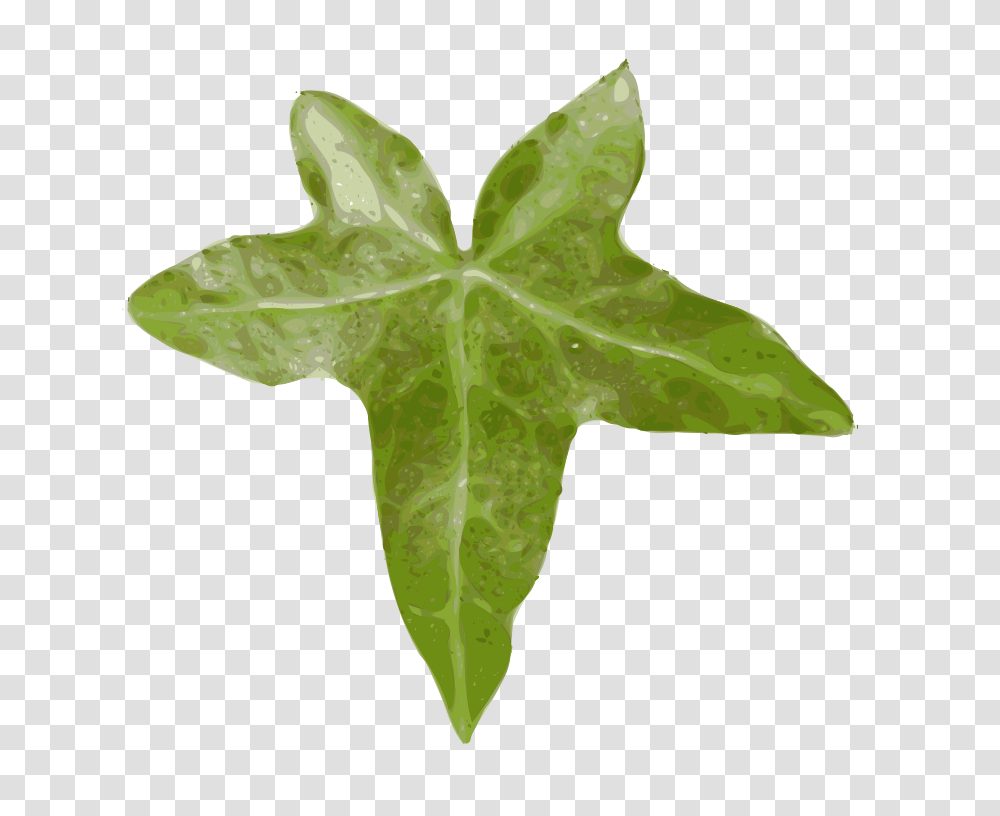 Yves Guillou Lierre, Nature, Leaf, Plant, Cross Transparent Png