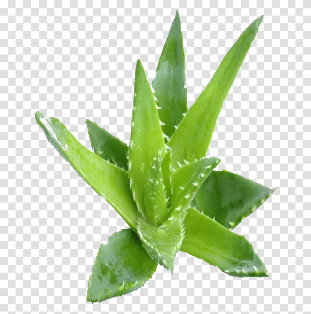 Z 646 Z 646 Aloe Vera Plante, Vegetation Transparent Png