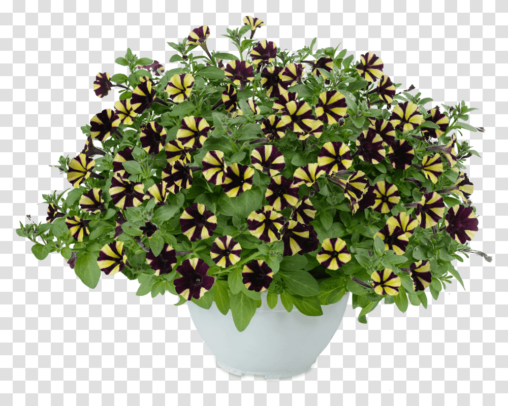 Zahradni Chryzantema, Potted Plant, Vase, Jar, Pottery Transparent Png