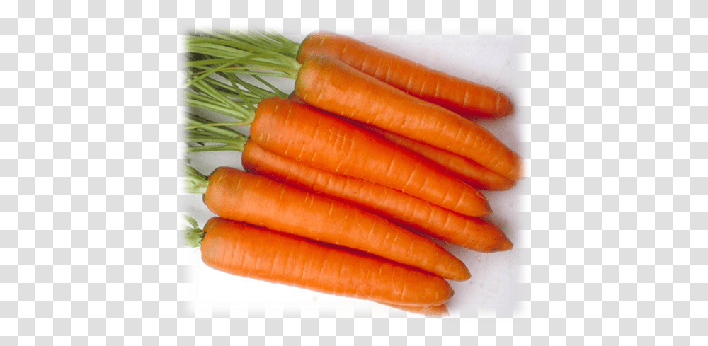 Zanahoria Danvers Half Long 126 Semillas Baby Carrot, Plant, Vegetable, Food, Hot Dog Transparent Png