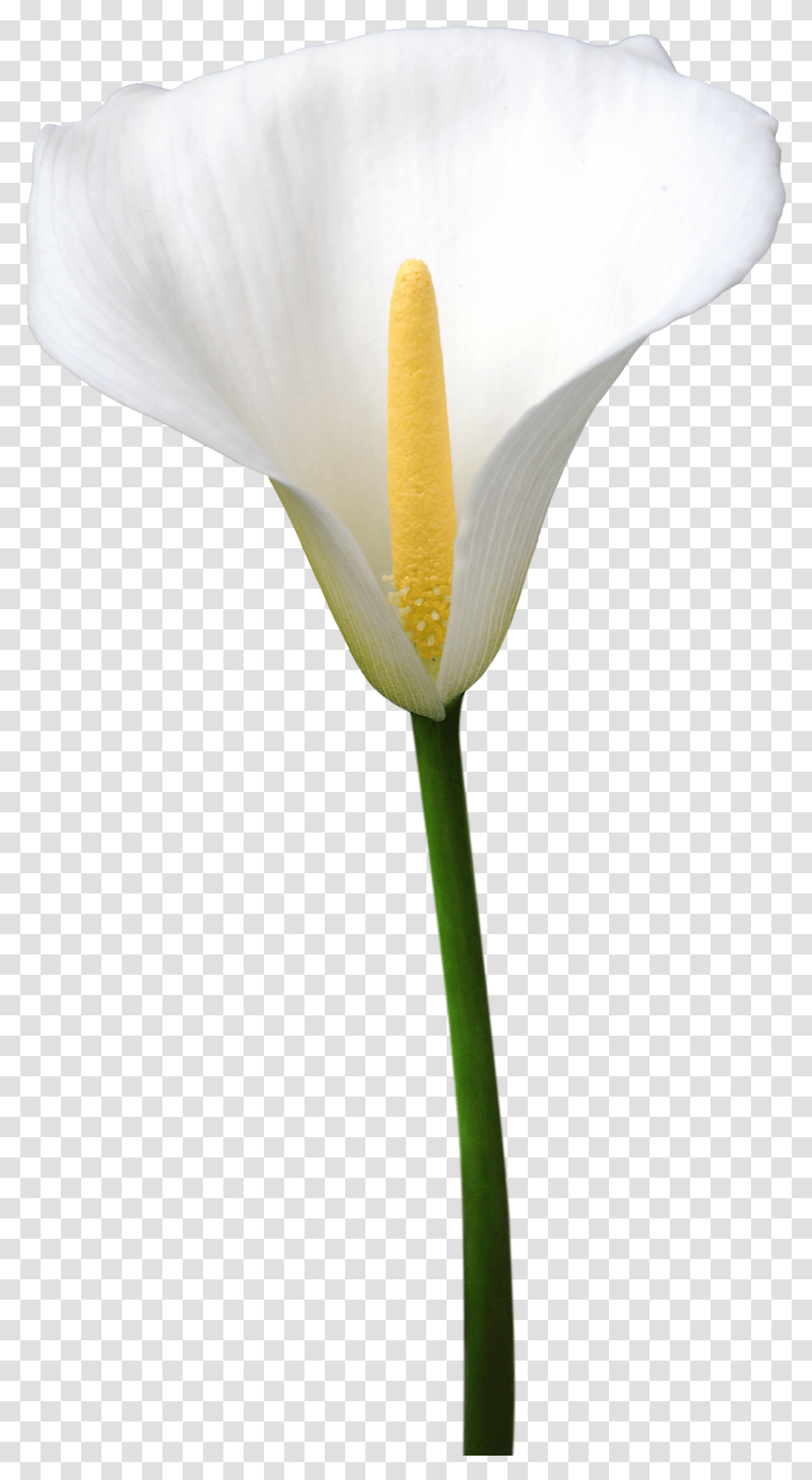 Zantedeschia Aethiopica 002 Arum, Plant, Flower, Blossom, Araceae Transparent Png