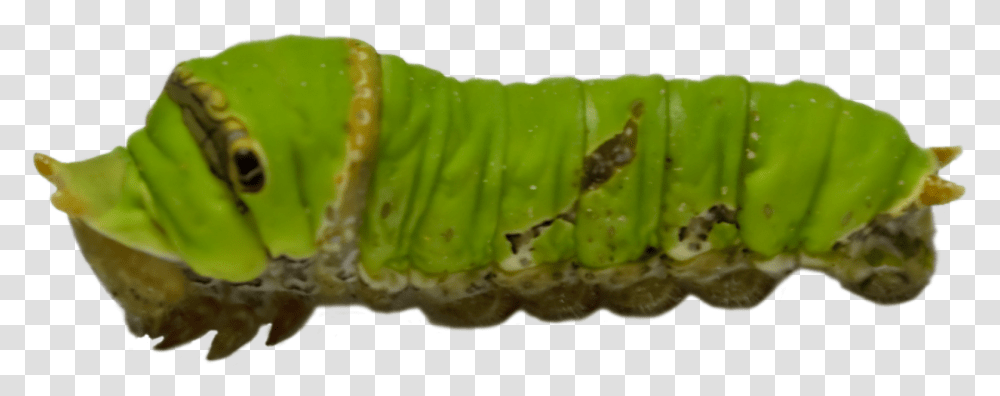 Zapato Caterpillar Green Caterpillar, Plant, Food, Invertebrate, Animal Transparent Png