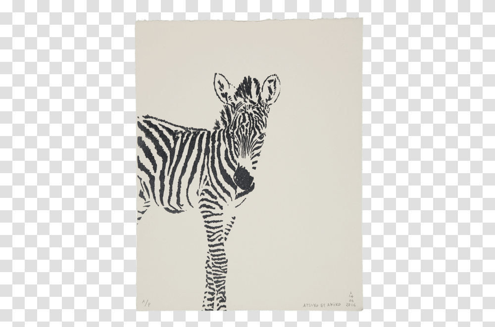 Zbre Zebra Cub White Background, Wildlife, Mammal, Animal, Label Transparent Png