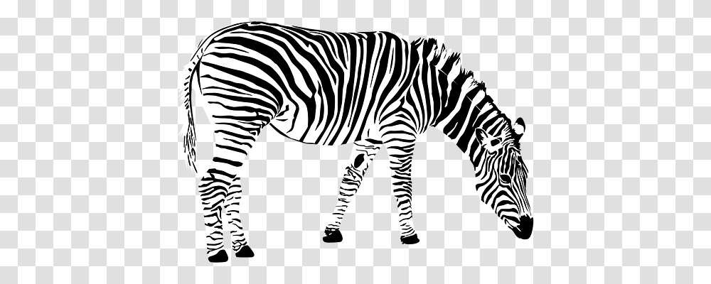 Zebra Animals, Wildlife, Mammal, Road Transparent Png