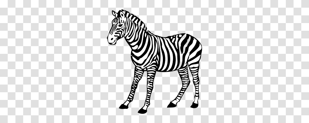 Zebra Animals, Wildlife, Mammal, Road Transparent Png