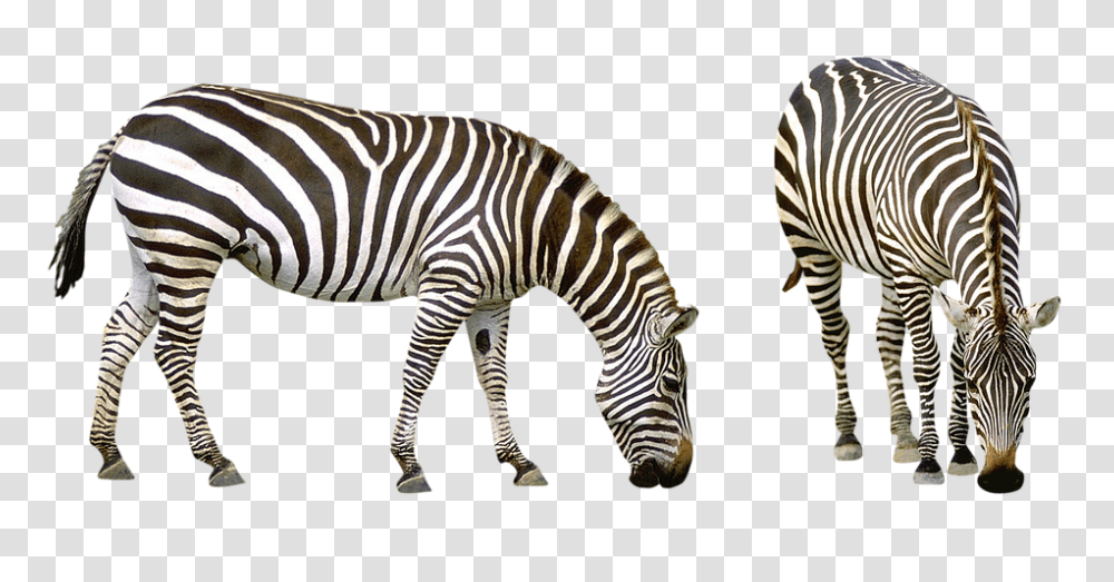 Zebra 960, Animals, Wildlife, Mammal, Warthog Transparent Png