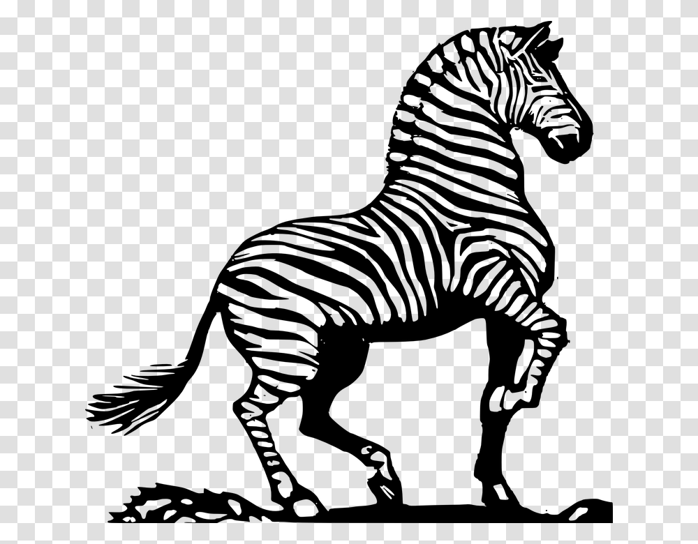 Zebra African Zebra Striped Zebra Zebra Images Black And White, Gray, World Of Warcraft Transparent Png