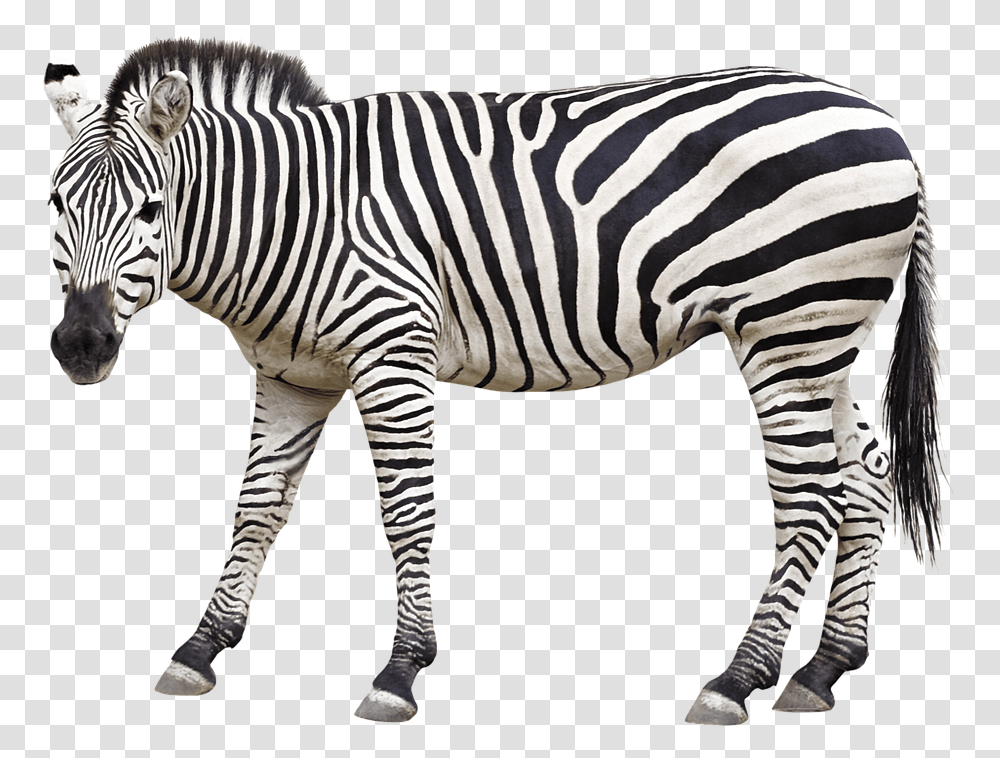 Zebra Animal Mane Animals And Their Baby Flashcard, Wildlife, Mammal Transparent Png