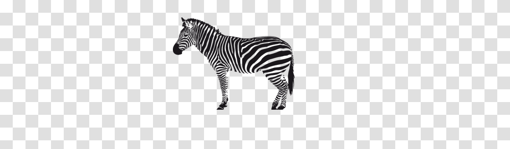 Zebra, Animals, Monitor, Screen, Electronics Transparent Png