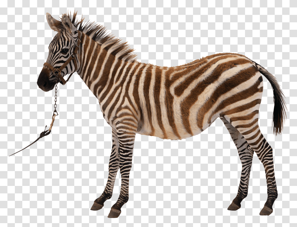 Zebra, Animals Transparent Png