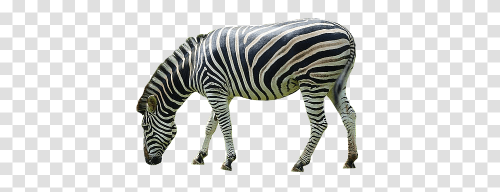 Zebra, Animals, Wildlife, Mammal, Pig Transparent Png