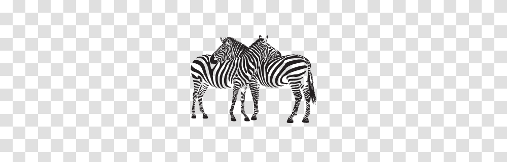 Zebra, Animals, Wildlife, Mammal, Road Transparent Png