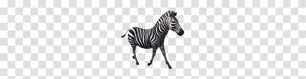 Zebra, Animals, Wildlife, Mammal, Road Transparent Png