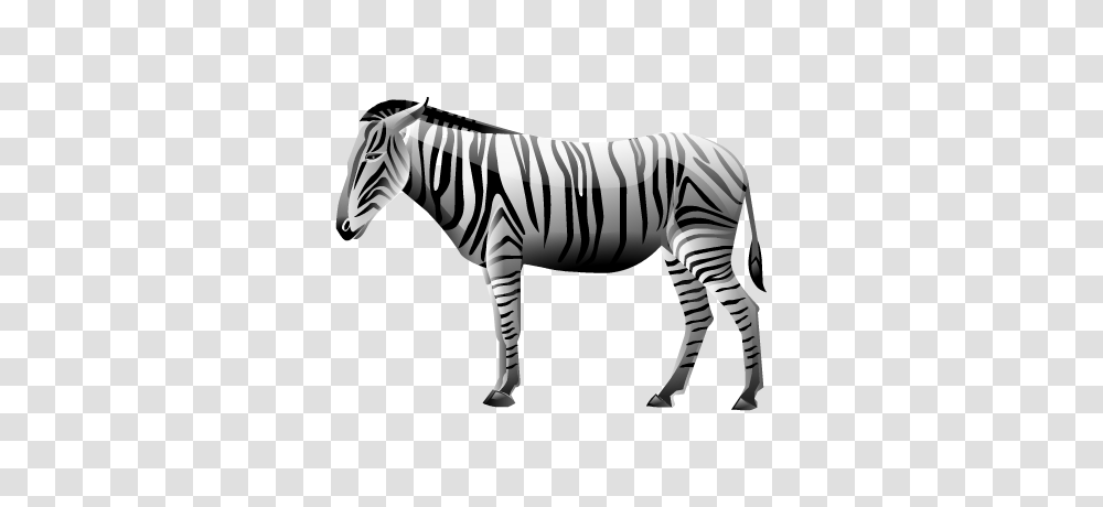 Zebra, Animals, Wildlife, Mammal, Tarmac Transparent Png