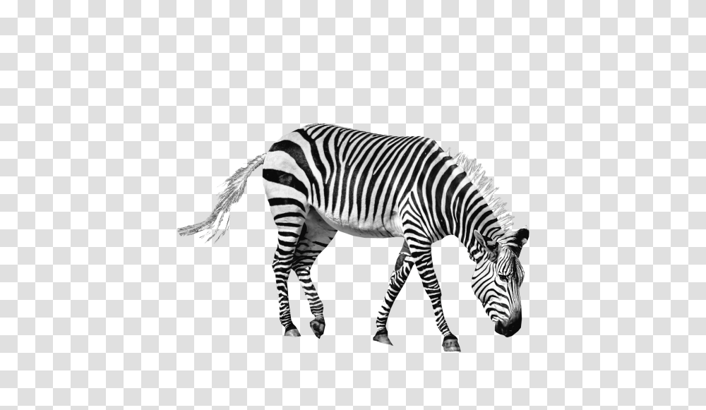 Zebra, Animals, Wildlife, Mammal, Tarmac Transparent Png