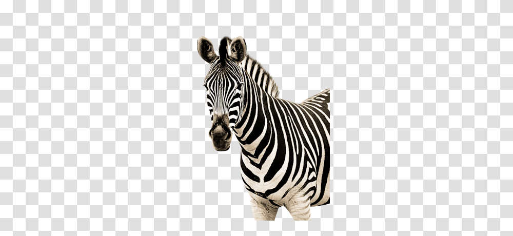 Zebra, Animals, Wildlife, Mammal Transparent Png