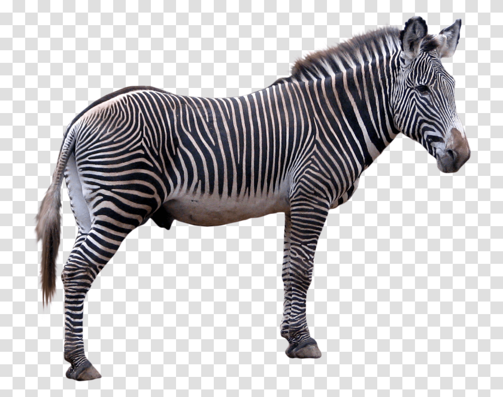 Zebra, Animals, Wildlife, Mammal Transparent Png