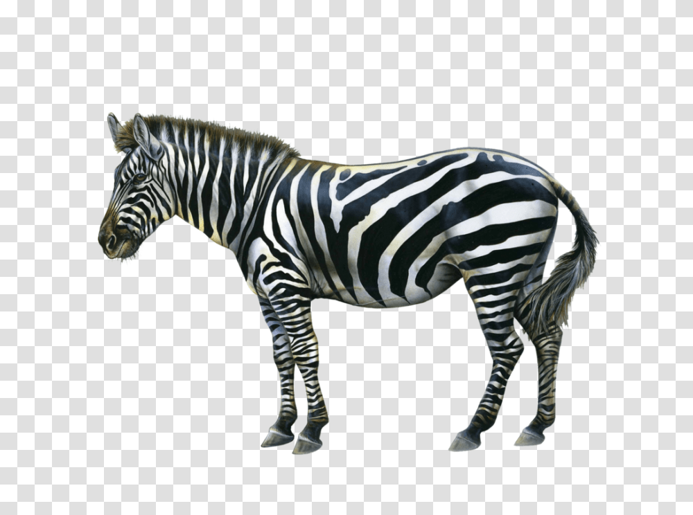 Zebra, Animals, Wildlife, Mammal Transparent Png