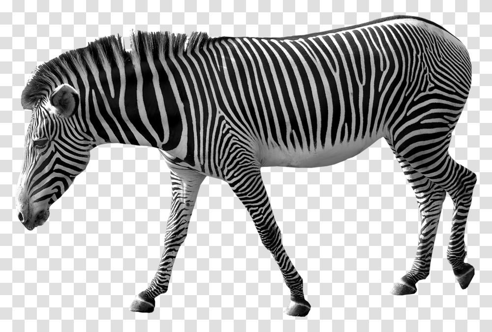 Zebra, Animals, Wildlife, Mammal Transparent Png