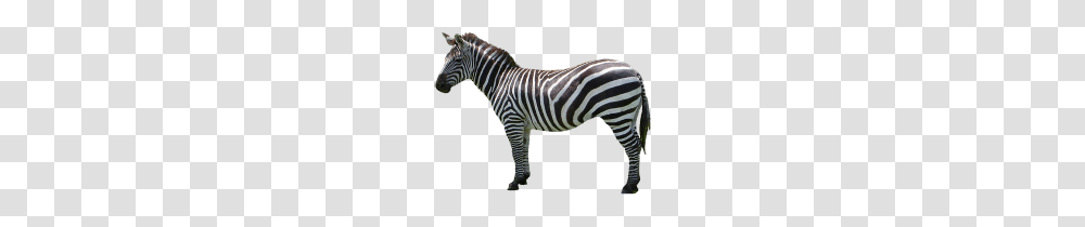 Zebra, Animals, Wildlife, Mammal Transparent Png