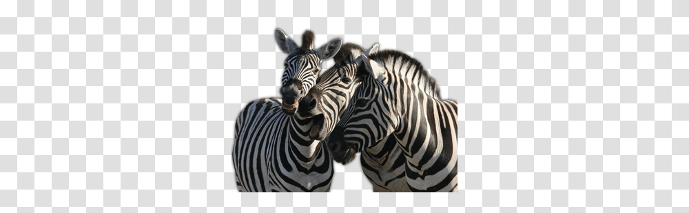 Zebra, Animals, Wildlife, Mammal Transparent Png