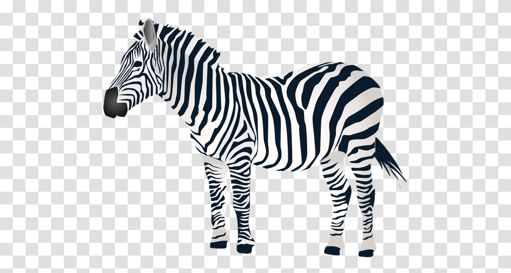 Zebra, Animals, Wildlife, Mammal Transparent Png