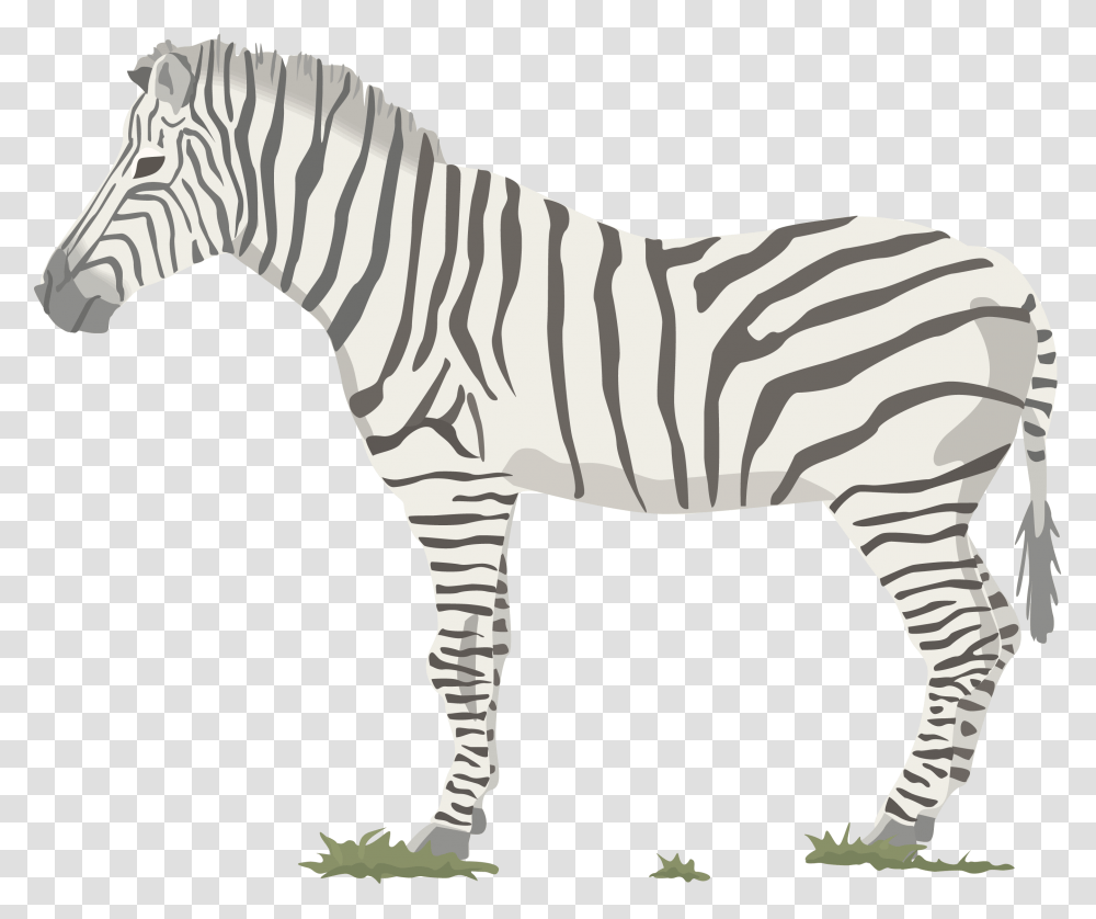 Zebra, Animals, Wildlife, Mammal Transparent Png