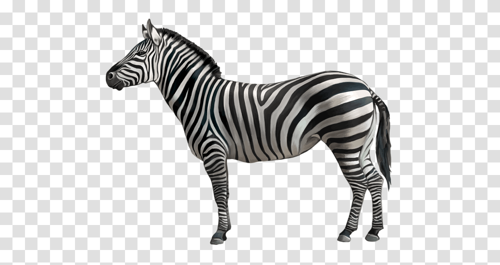 Zebra, Animals, Wildlife, Mammal Transparent Png