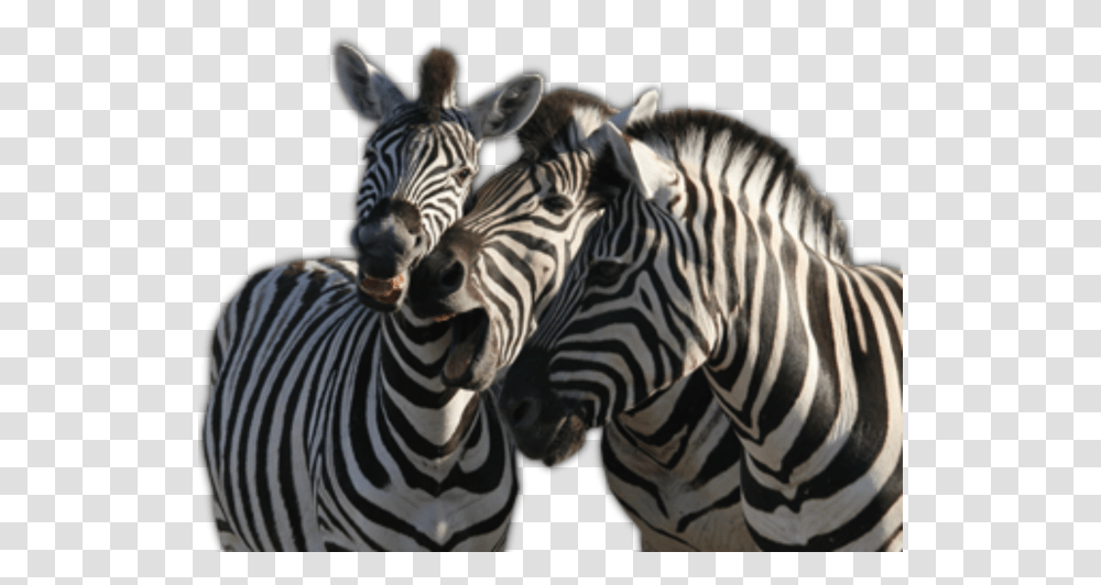 Zebra Background Image Zebra, Wildlife, Mammal, Animal Transparent Png