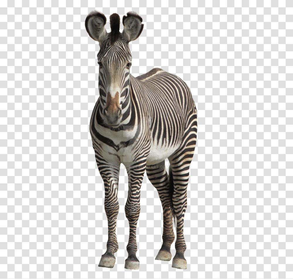 Zebra Background, Wildlife, Mammal, Animal Transparent Png