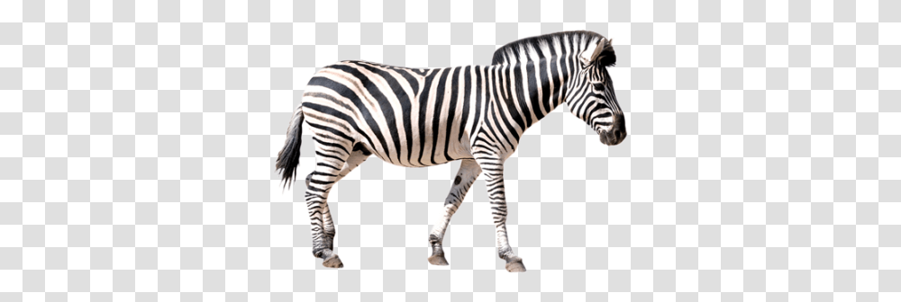 Zebra Best Zebra, Wildlife, Mammal, Animal, Tarmac Transparent Png
