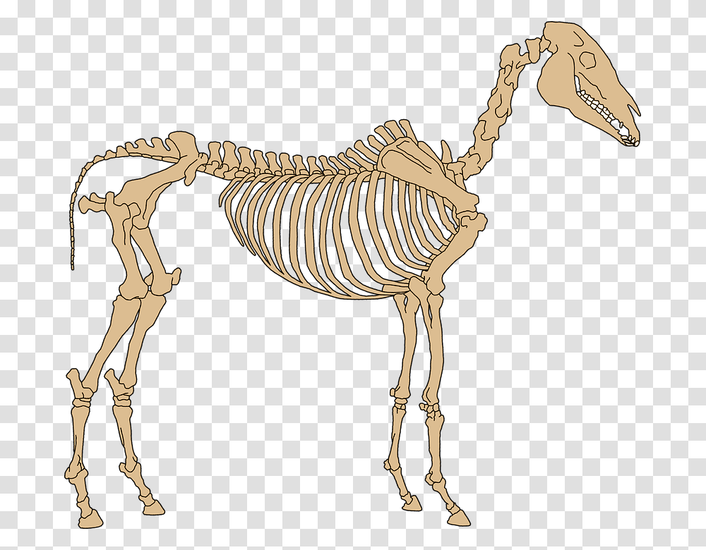 Zebra Bones, Skeleton, Antelope, Wildlife, Mammal Transparent Png
