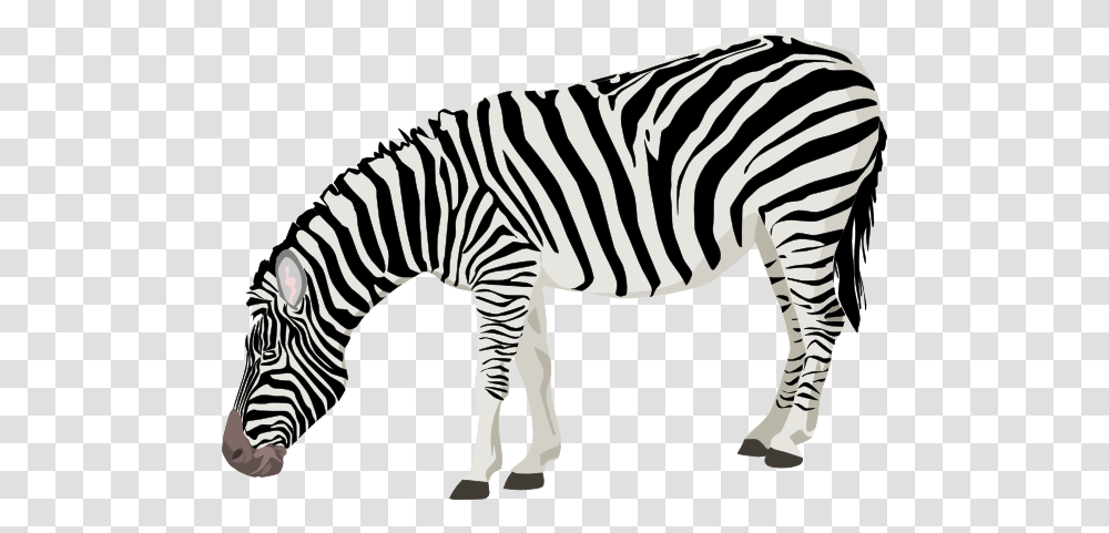 Zebra Clip Art, Wildlife, Mammal, Animal, Stencil Transparent Png