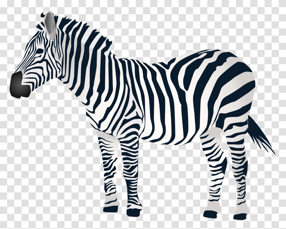 Zebra Clip, Wildlife, Mammal, Animal Transparent Png