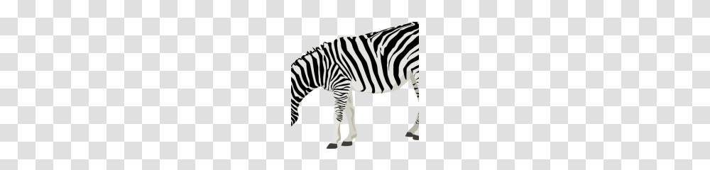 Zebra Clipart, Wildlife, Mammal, Animal, Dinosaur Transparent Png